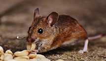 24 Hour & Emergency Exterminators in Terra Bella, CA